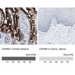 MUCDHL Antibody, Novus Biologicals:Antibodies:Primary Antibodies
